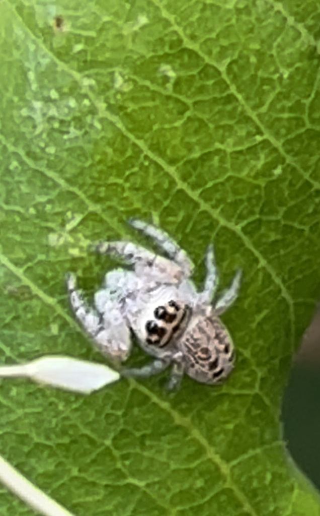 Opisthoncus Nigrofemoratus From William St Koo Wee Rup Vic Au On