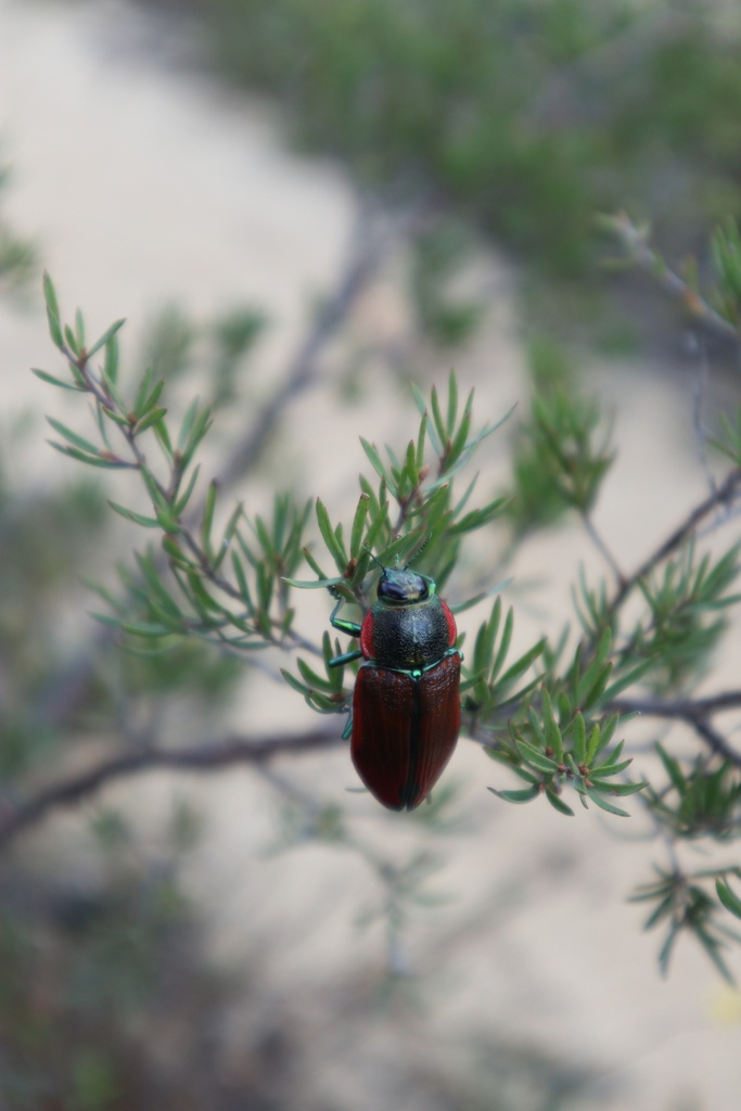 Temognatha Variabilis From Blue Mountains National Park Blue Mountains