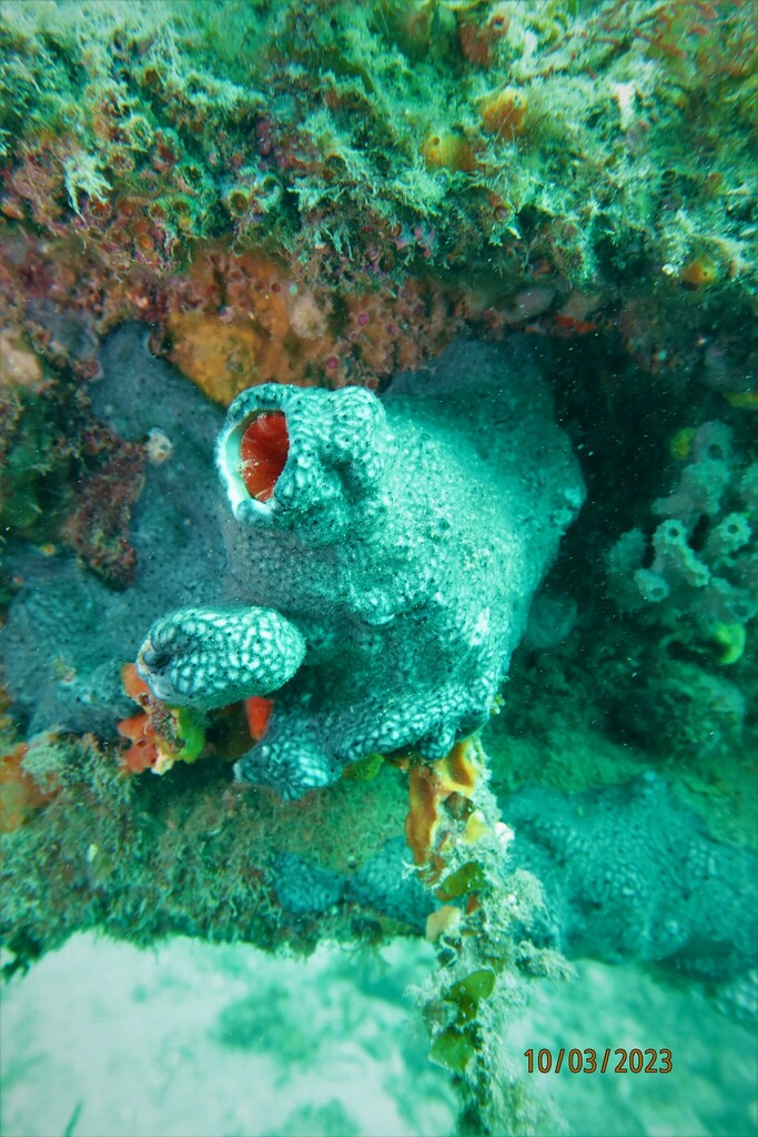 Mauve Mouth Ascidian From St Vincent St Gulfview Heights SA 5096