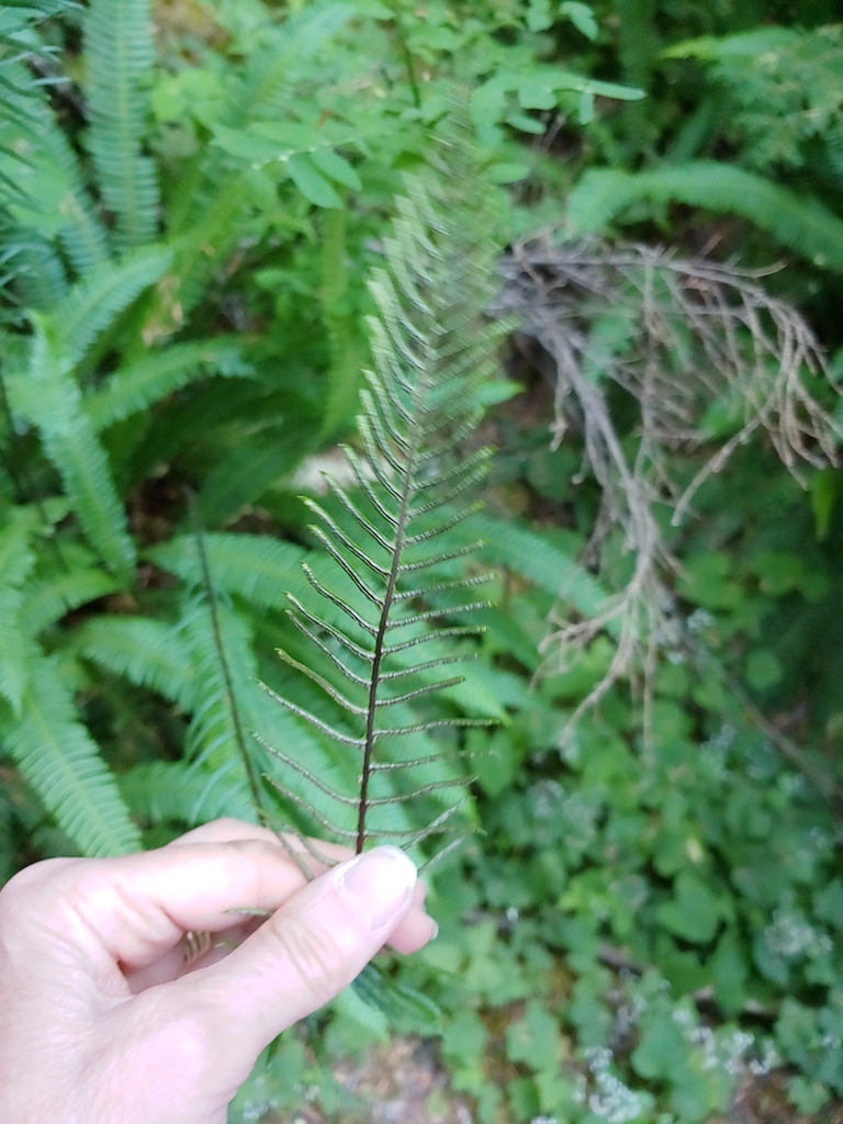 Deer Fern From Clallam County Wa Usa On August At Pm