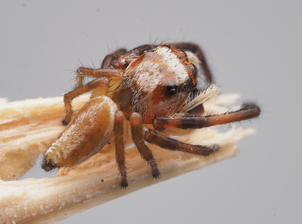 Opisthoncus Abnormis From Cooloola Qld Australia On March