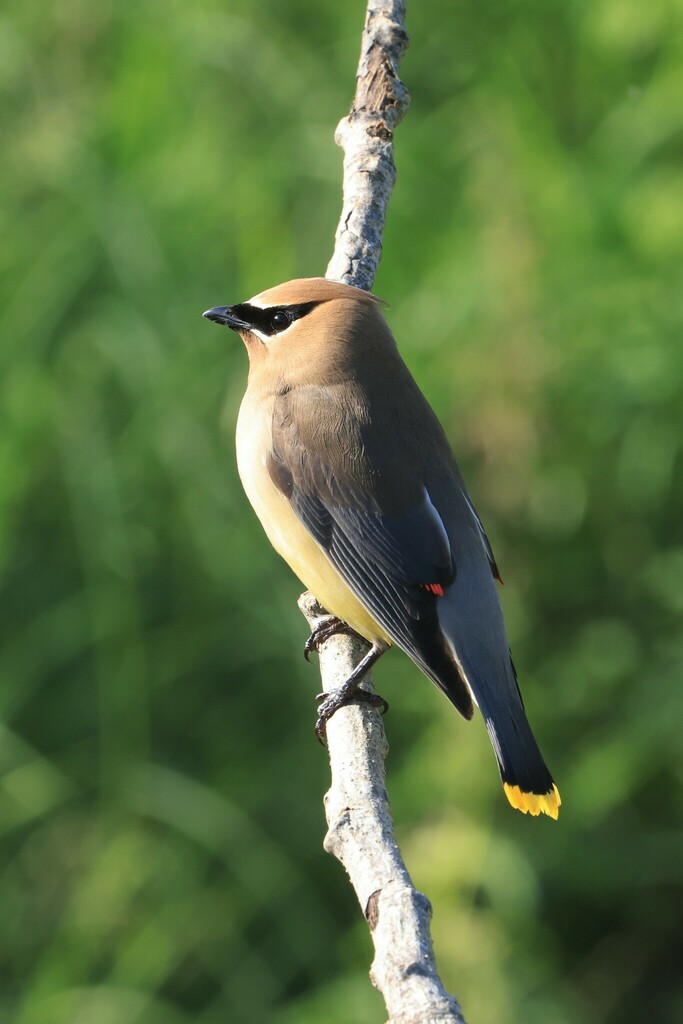 Cedar Waxwing From Lakeview Trail Astotin Lake Elk Island National Park