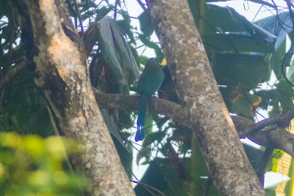 Lesson S Motmot From El Bosque De La Lomita 29960 Palenque Chis