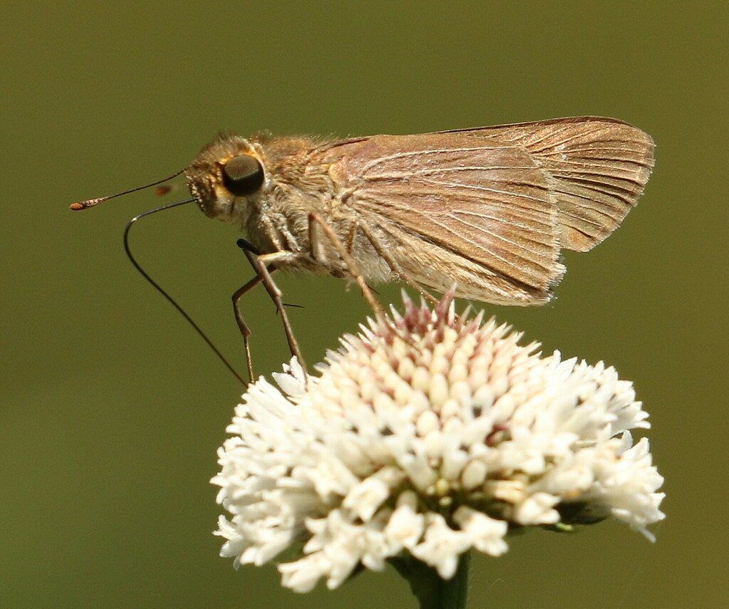 Ocola Skipper From San Blas Nayarit Mexico On March At