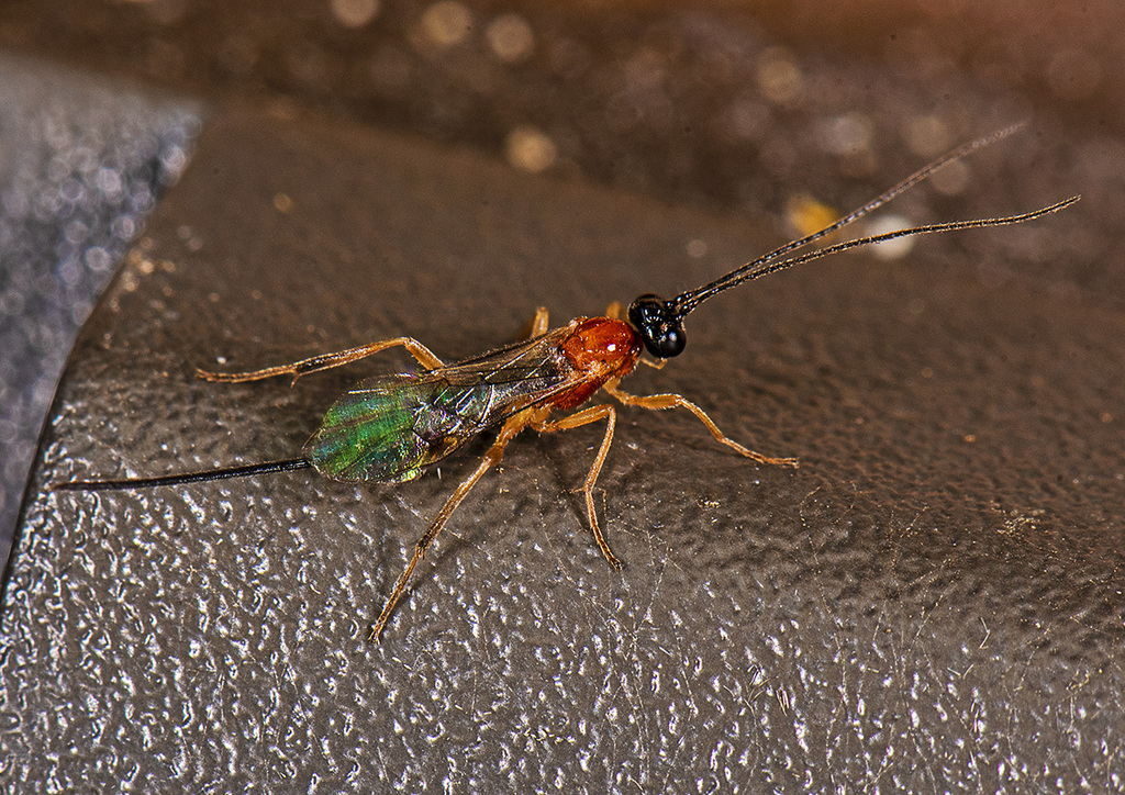 Ichneumonid And Braconid Wasps From Canyon Lake Tx Usa On March