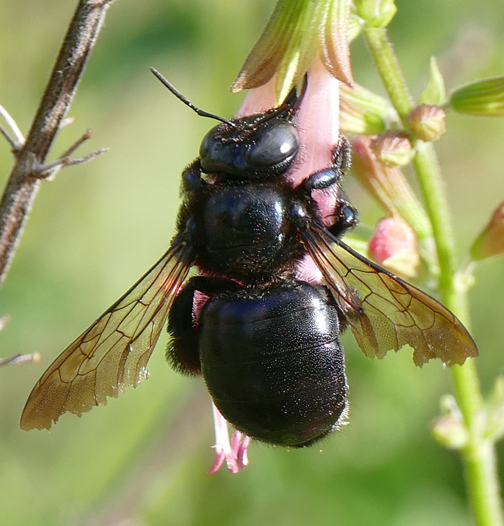 Southern Carpenter Bee Xylocopa Micans Colorado Native Bee