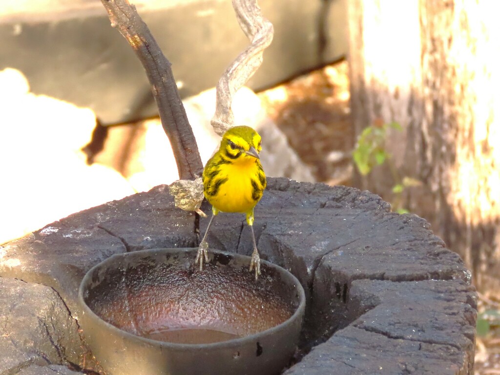 Prairie Warbler From Casa Ana Birding Playa Larga Cuba On February 13