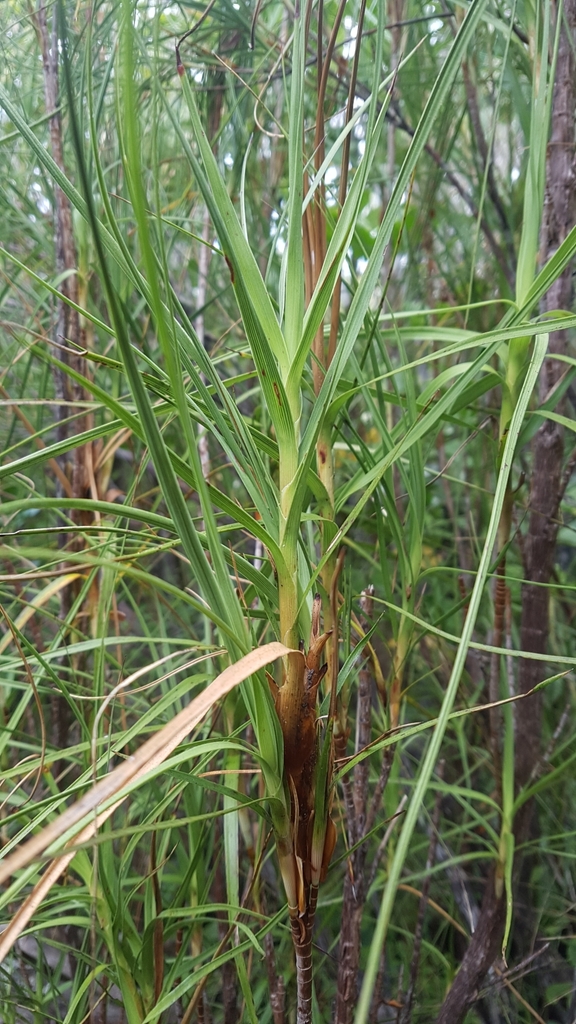 Dracophyllum Longifolium Longifolium From Leith Valley Dunedin New