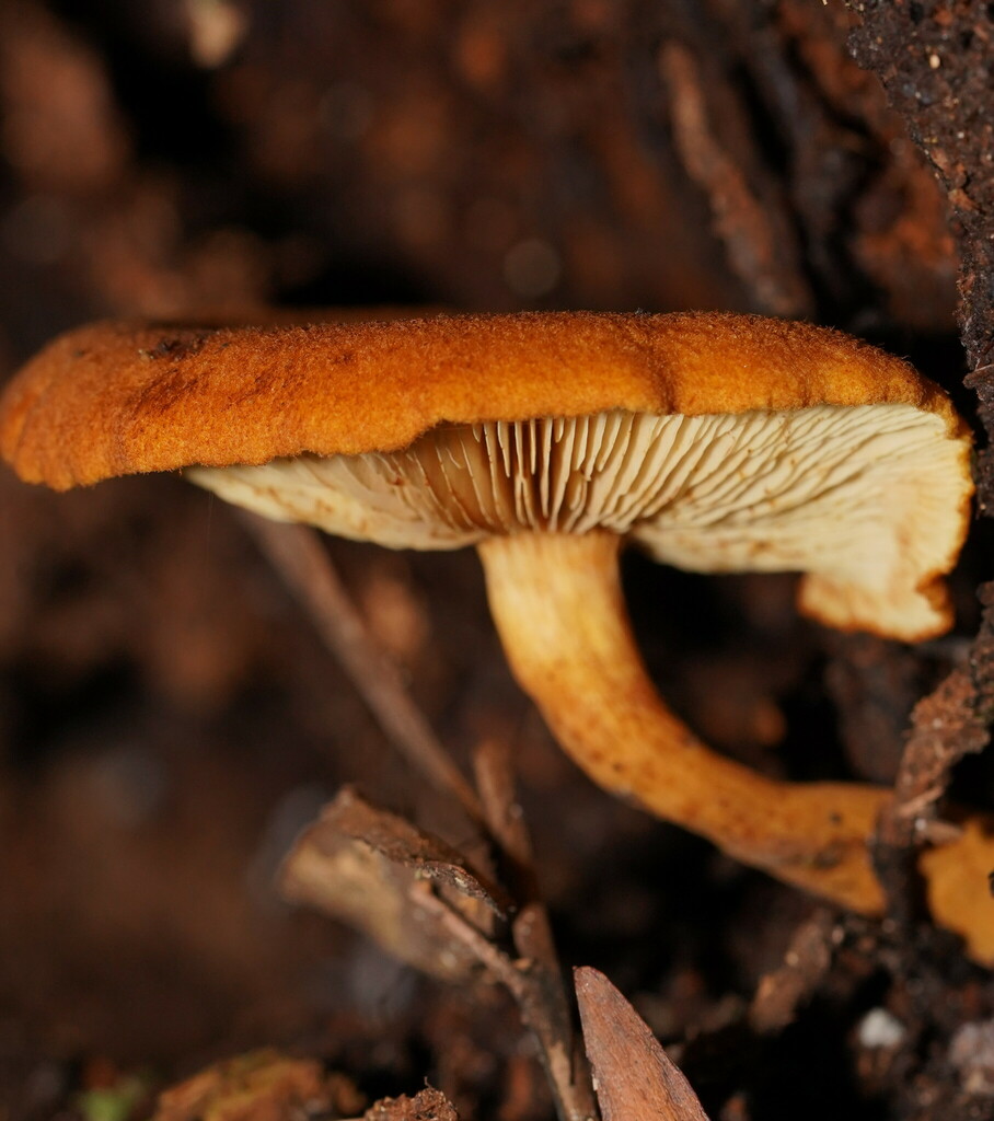 Gymnopilus Ferruginosus From Beech Forest Vic Australia On March