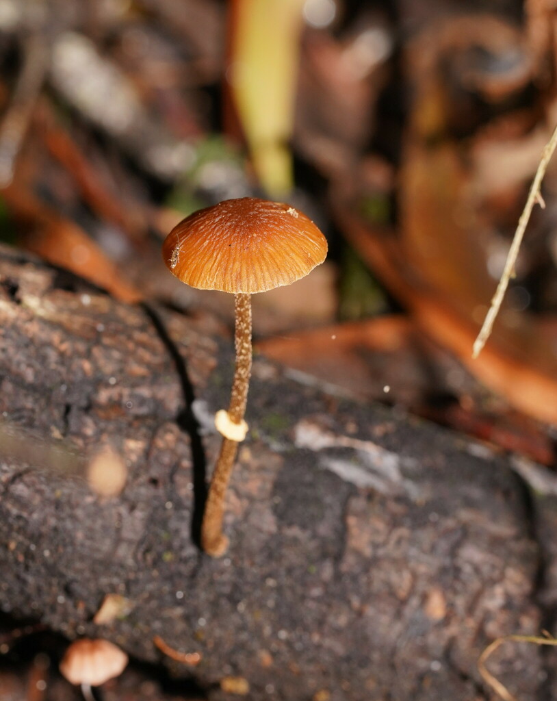 Fool S Conecap From Beech Forest Vic Australia On March