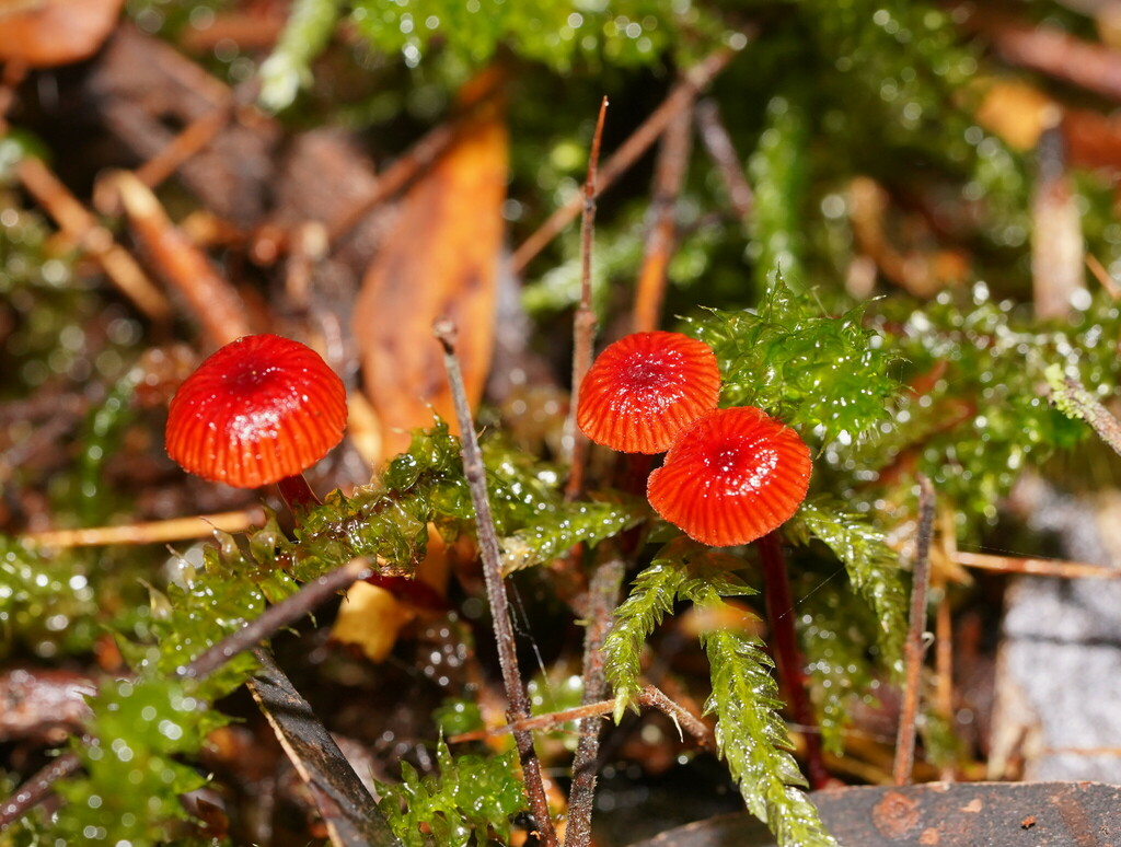 Ruby Bonnet From Beech Forest Vic Australia On March At