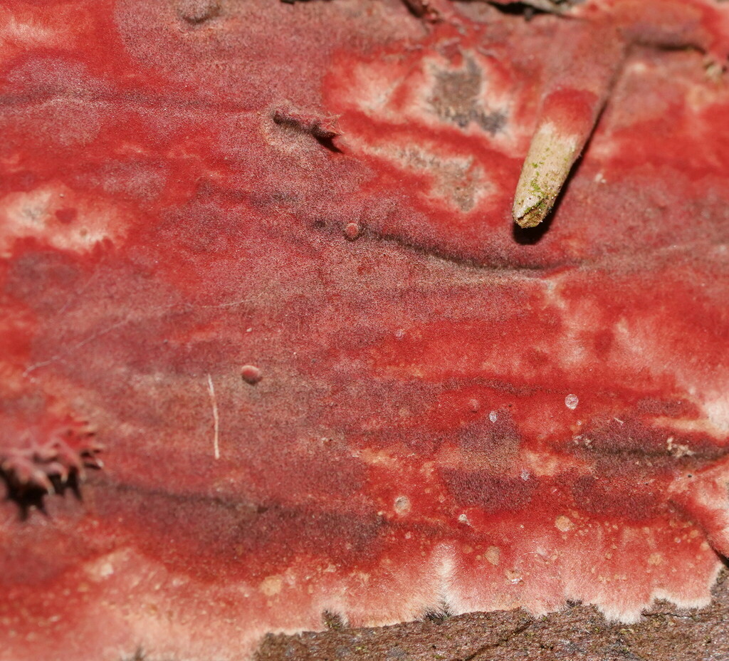 Hymenochaete Sphaericola From Beech Forest Vic Australia On March