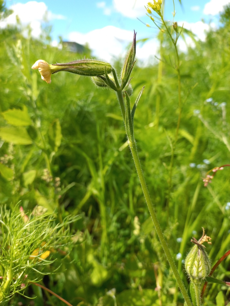 Night Flowering Catchfly From