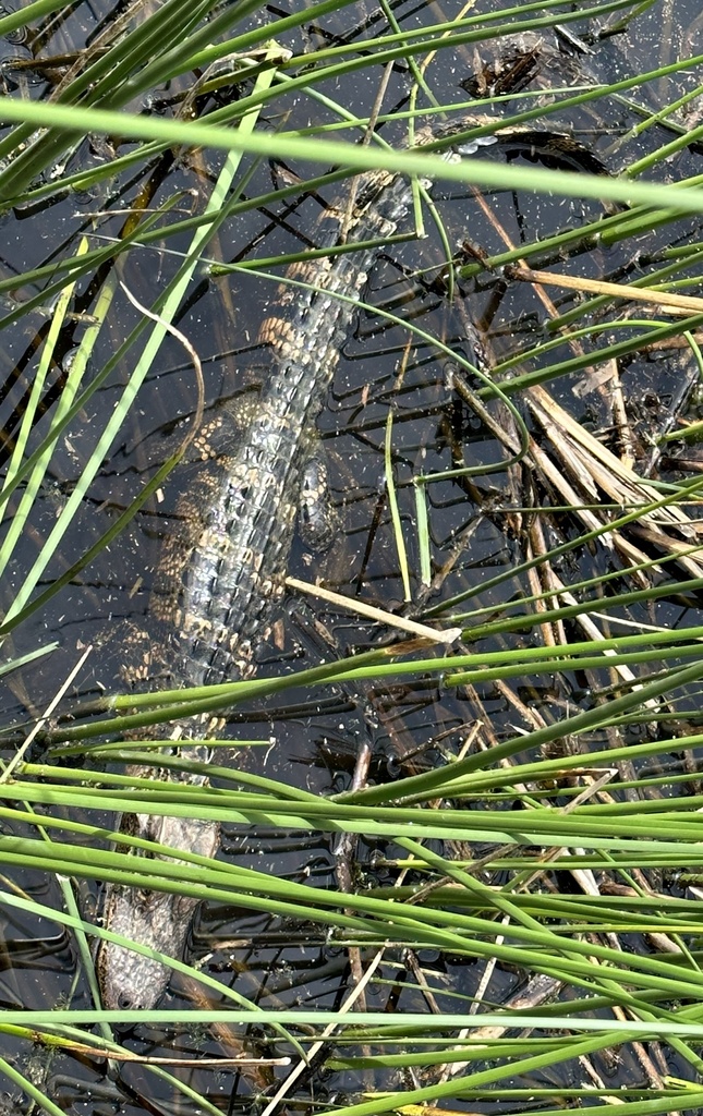 American Alligator From Big Slough Brazoria TX US On March 21 2023