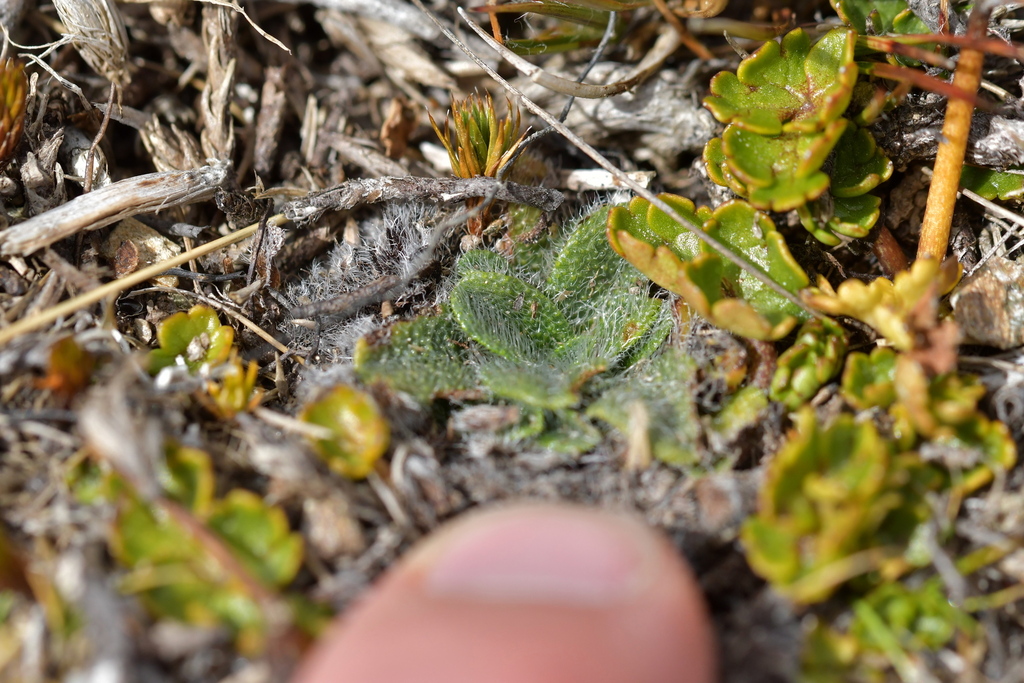 Dicots From Fraser Dam New Zealand On March 06 2023 At 01 36 PM By