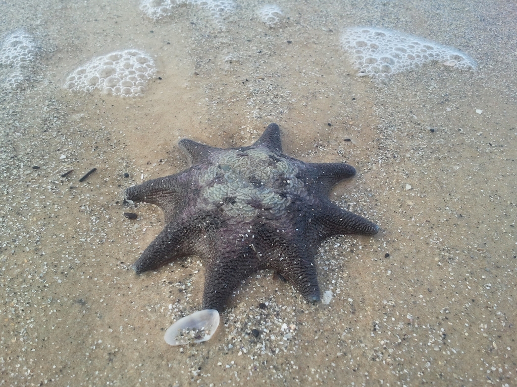 Carpet Sea Star From Mornington Vic Australia On September