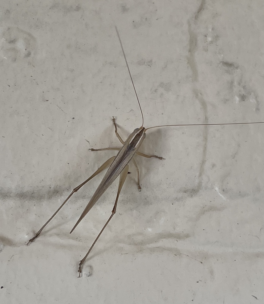 Common Meadow Katydids From Hagenauer La Benalla Vic Au On March