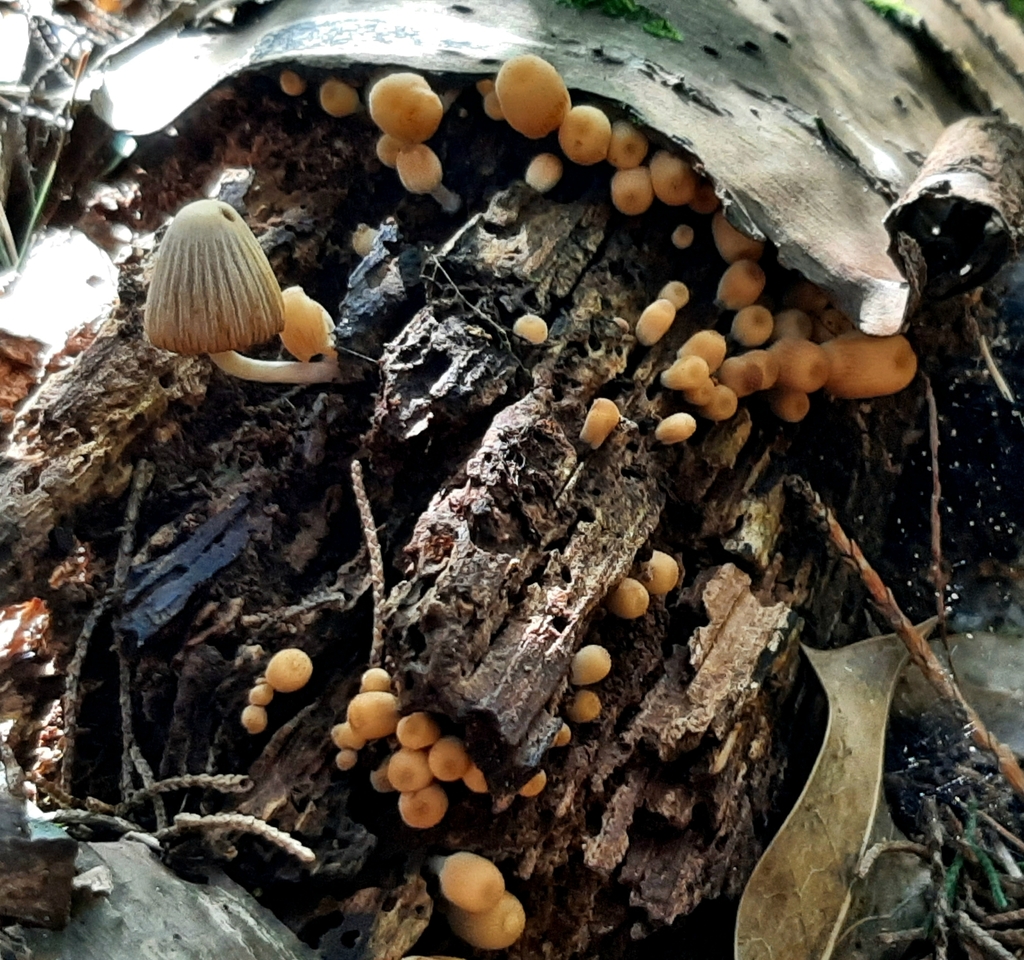 Coprinellus From Inglewood New Zealand On March 24 2023 At 02 14 PM