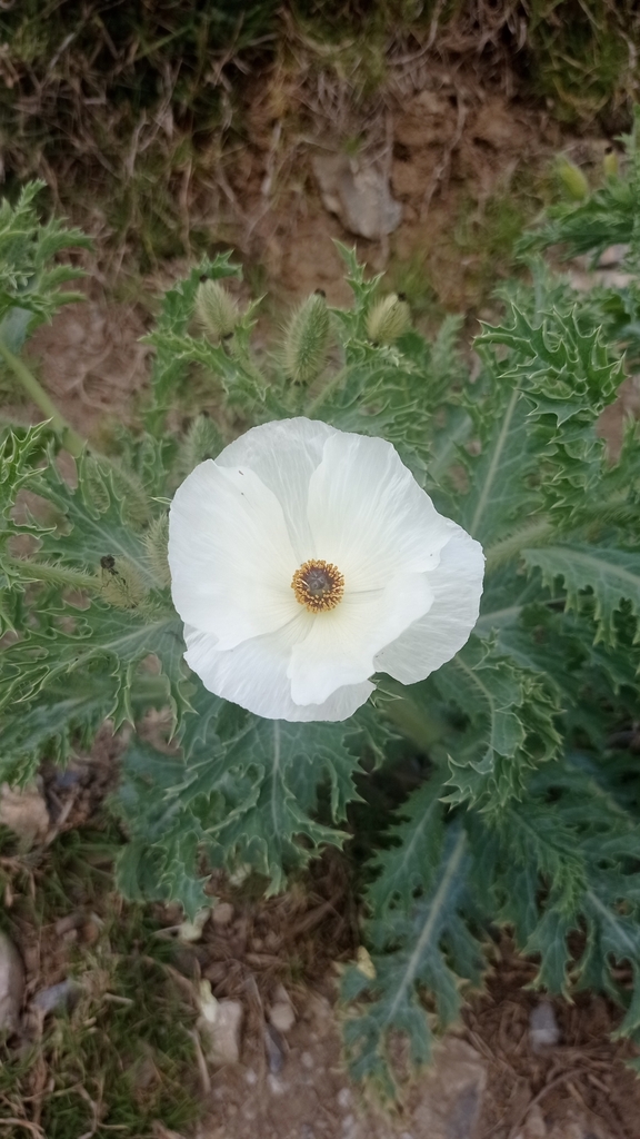 Chicalote Poppy from Acultzingo Ver México on March 24 2023 at 02