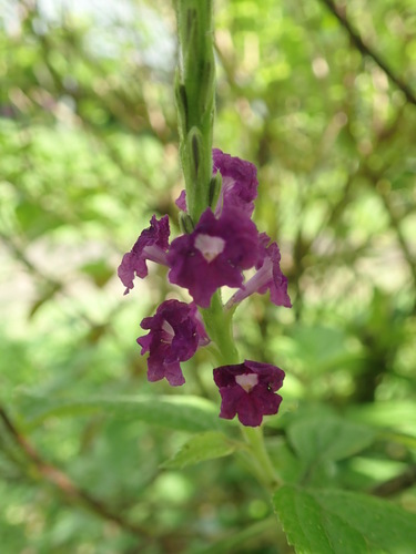 Variety Stachytarpheta Mutabilis Violacea INaturalist