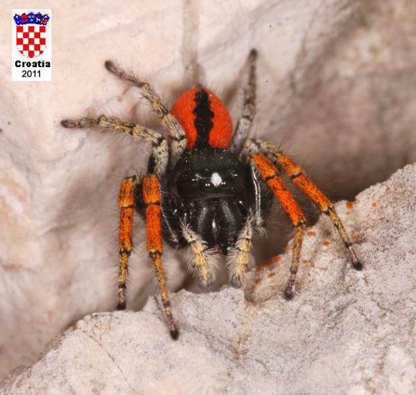 Red Bellied Jumping Spider From Bra Croatia On May At