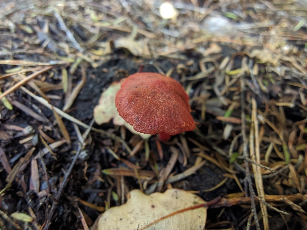 Common Gilled Mushrooms And Allies From Blockhouse Bay Auckland 0600