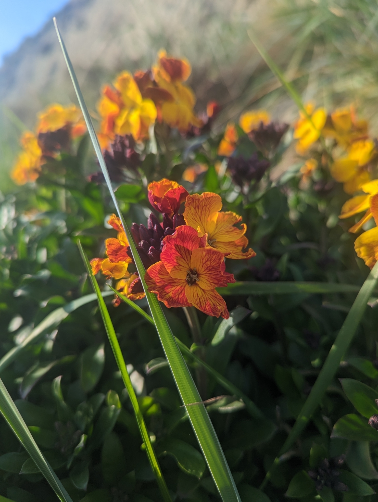 Erysimum Cheiri L Crantz