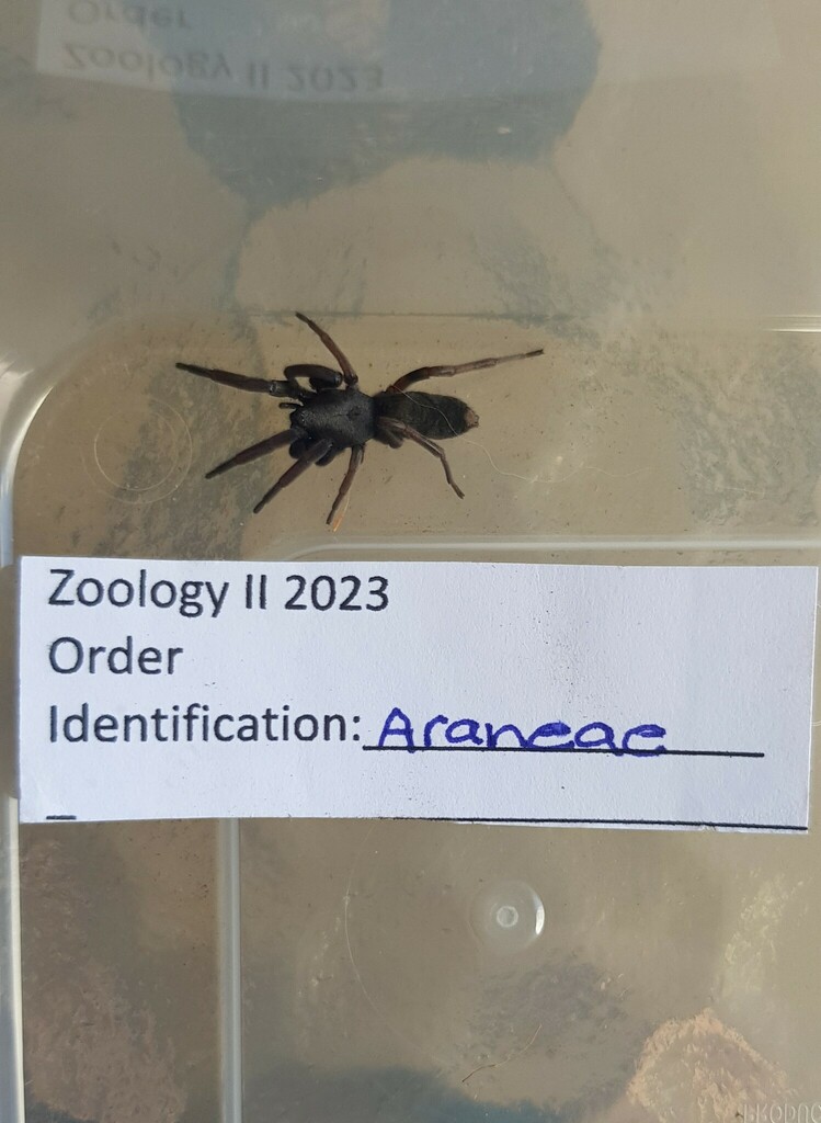 White Tailed Spiders From Evanston Park South Australia On March 25