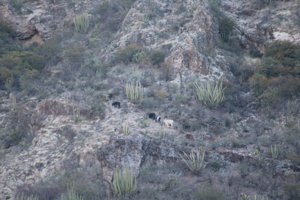 Domestic Cattle from Mulegé B C S México on March 15 2023 at 08 18