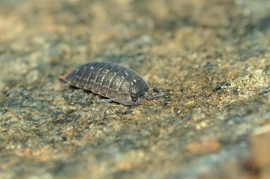 Porcellio Violaceus Banyulensis From Laroque Des Alb Res France