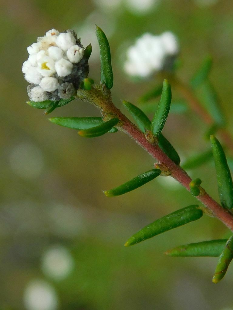 Hardleaves From Greyton Tiergat 7233 South Africa On March 30 2023