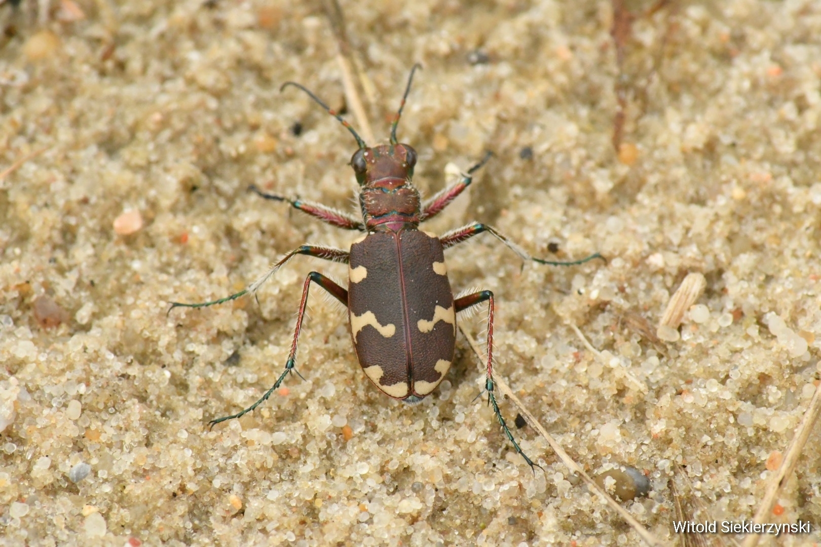 Cicindela Hybrida Linnaeus 1758