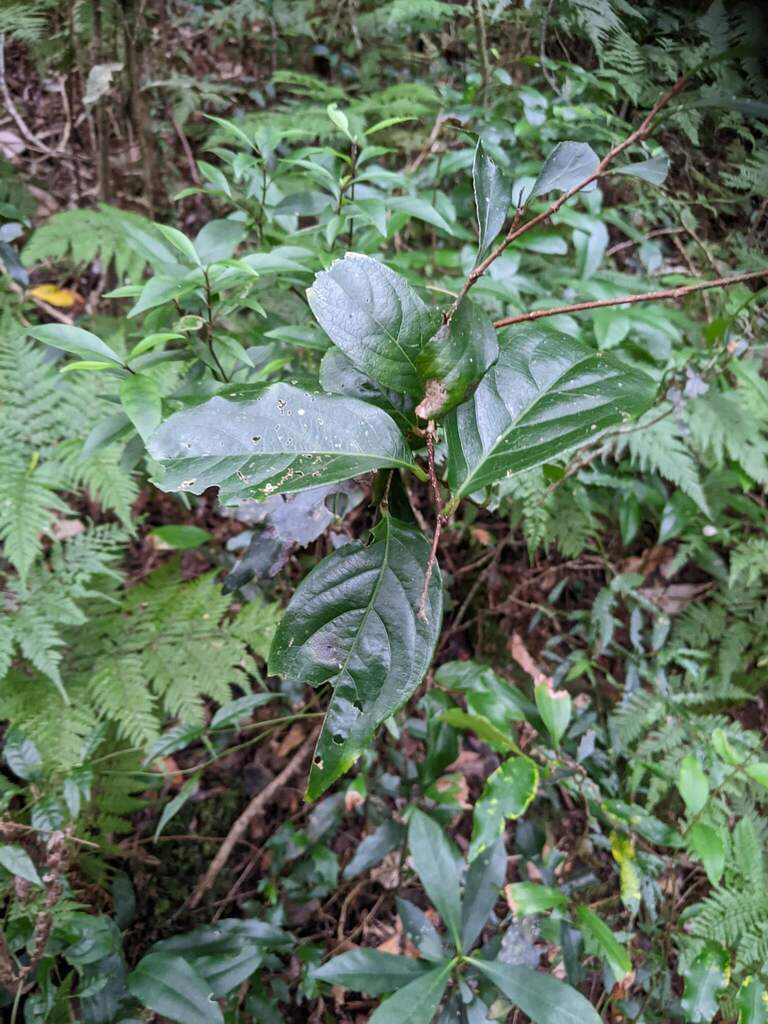 White Vine From Lamington Beaudesert Pt B Queensland Australia On