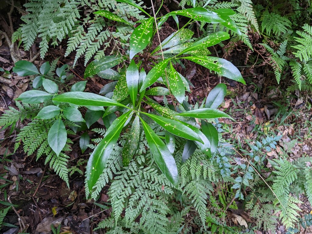 Macleay Laurel From Lamington Beaudesert Pt B Queensland Australia