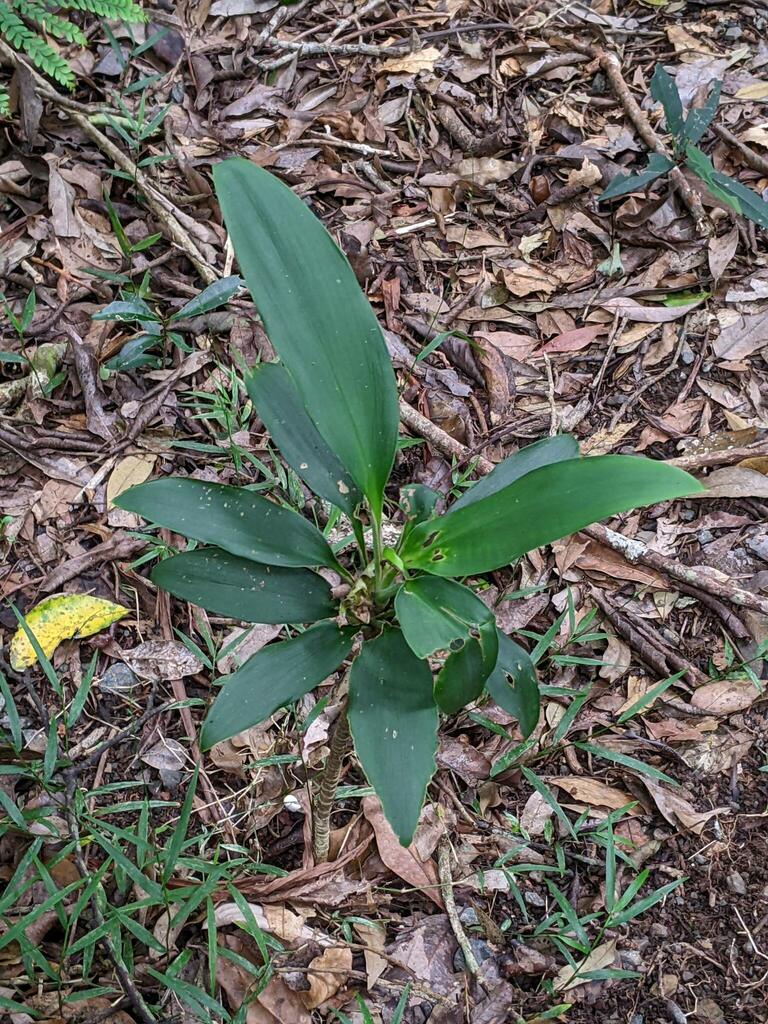 Cordyline Rubra From Lamington Beaudesert Pt B Queensland