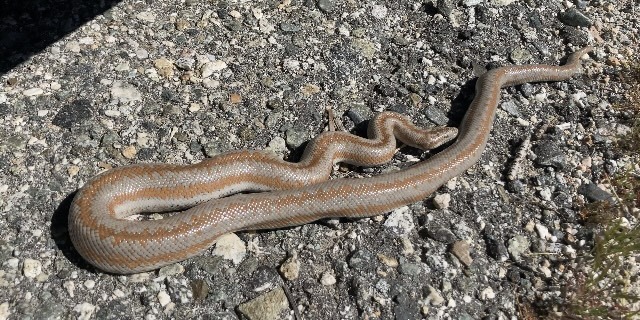 Coastal Rosy Boa From San Bernardino County Ca Usa On April