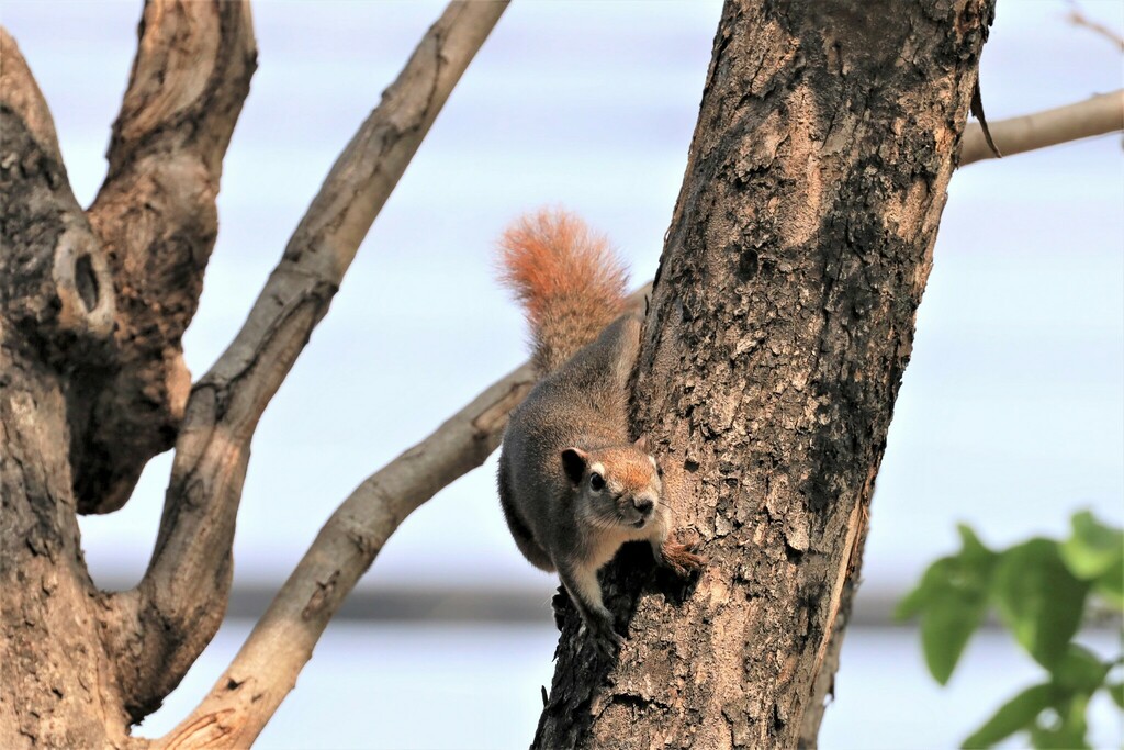 Finlayson s Squirrel from ซอย Kamphaeng Phet 3 Rd Khwaeng Chatuchak