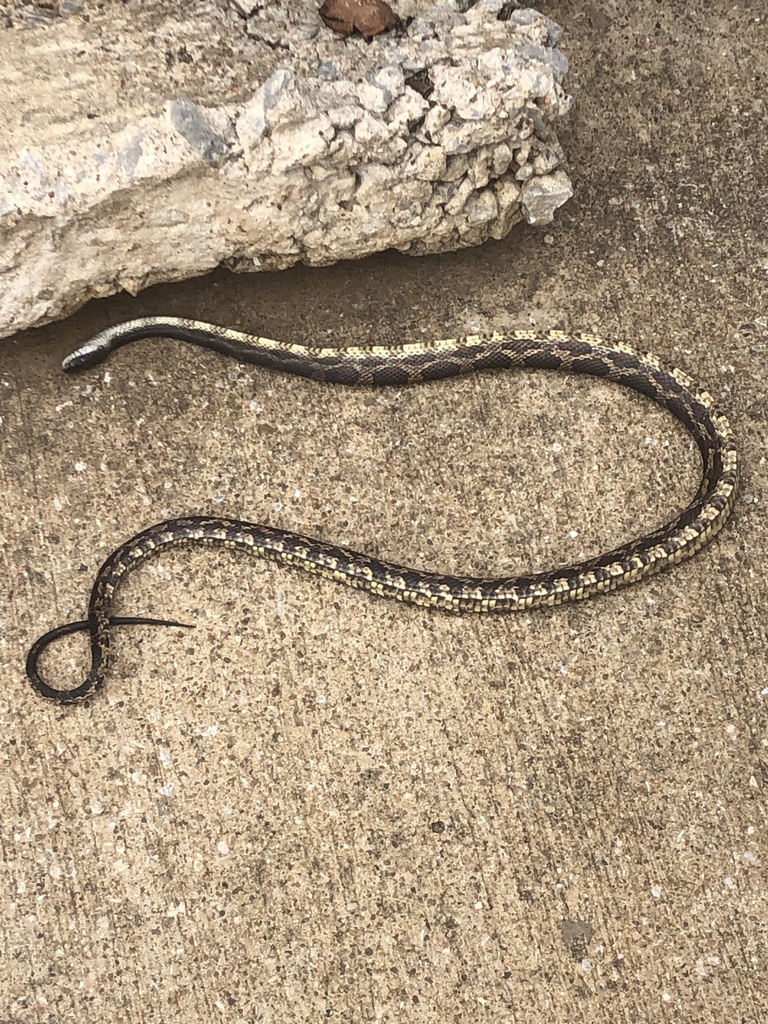 Western Ratsnake From Stephen F Austin State University Nacogdoches