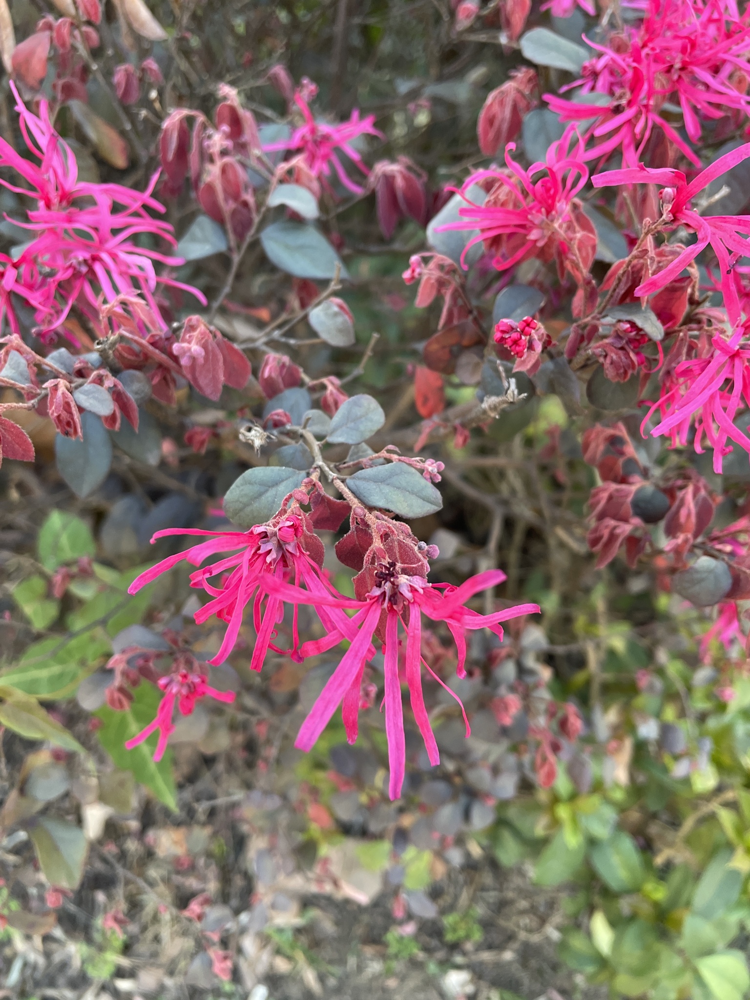 Loropetalum Chinense Var Rubrum Yieh