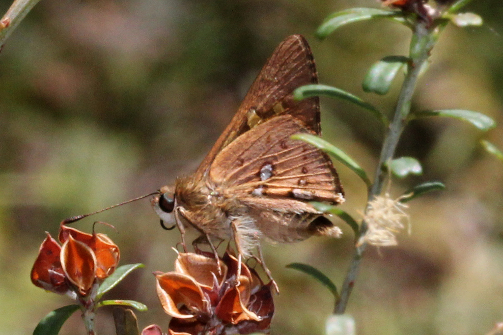 Northern Silver Ochre From Kroombit Tops NP Tablelands QLD 4680