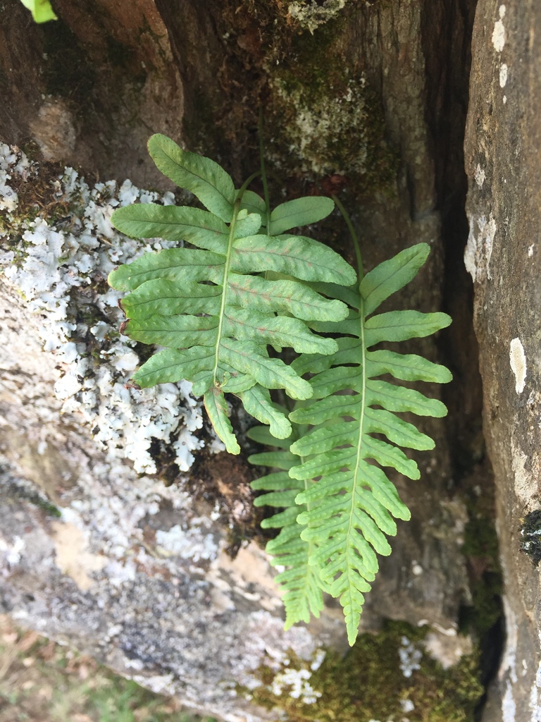 polypody ferns from Madrid España on March 30 2023 at 10 30 AM by