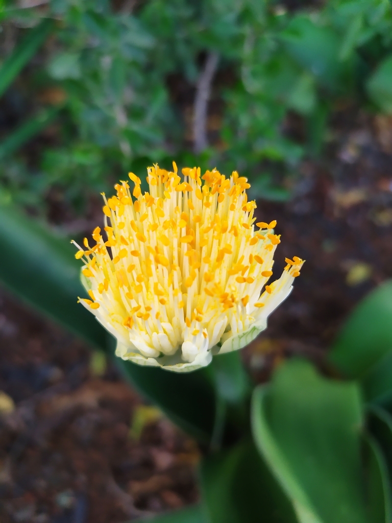 White Bloodlily From Blue Crane Route Local Municipality South Africa