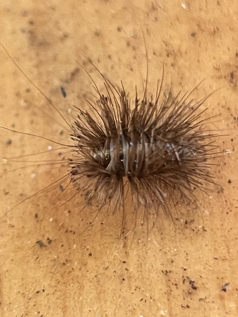 Insects From Silvertop Picnic Area Rd Thomson Vic Au On April