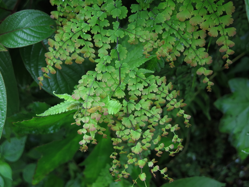 Adiantum Concinnum From Tequecholapa Ver M Xico On October