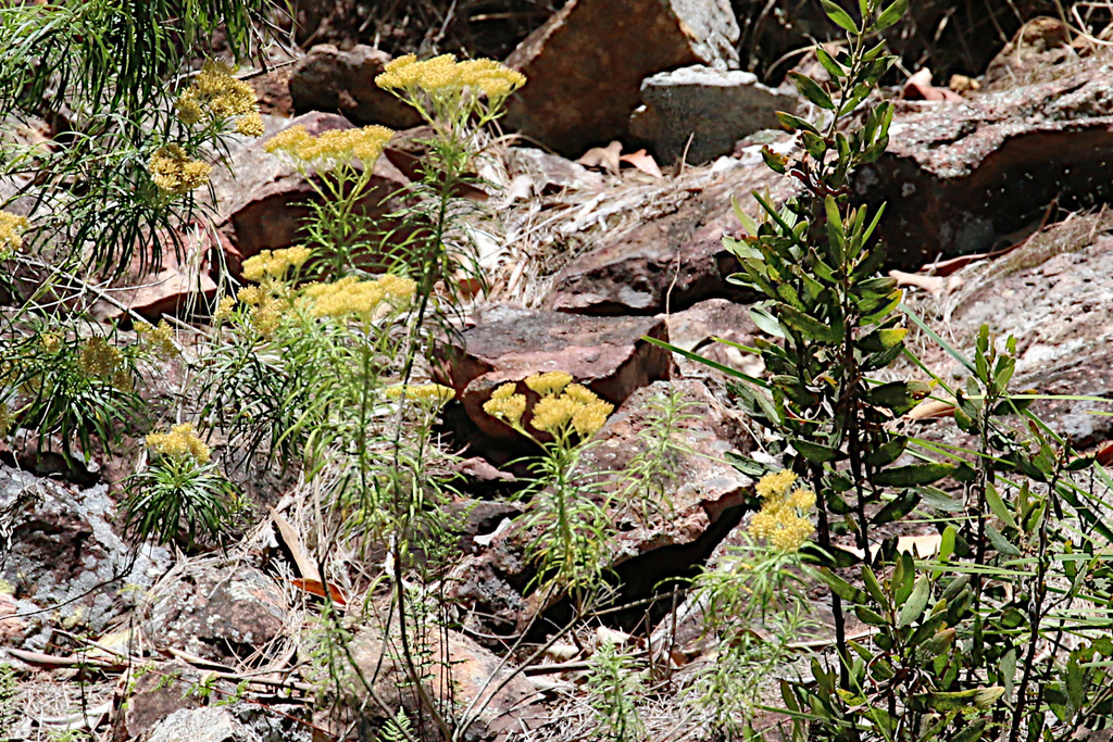 Cassinia Straminea From Kroombit Tops NP Tablelands QLD 4680