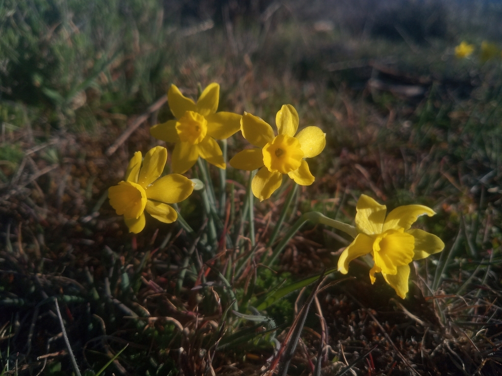 Narcissus Rupicola From Horcajo De La Sierra Aoslos Madrid