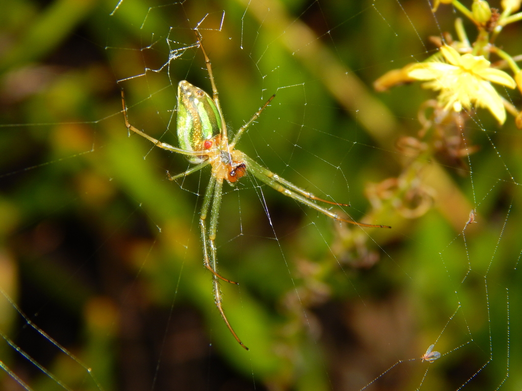 Orchard Spiders And Allies From Home Park Makoni Zimbabwe On March 21