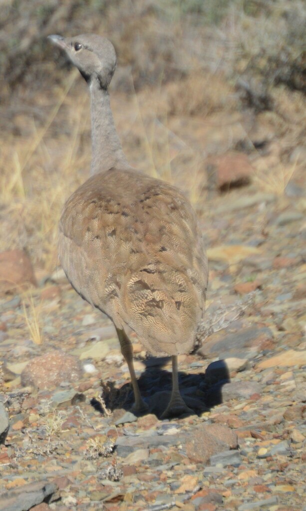 Karoo Bustard From Central Karoo District Municipality South Africa On