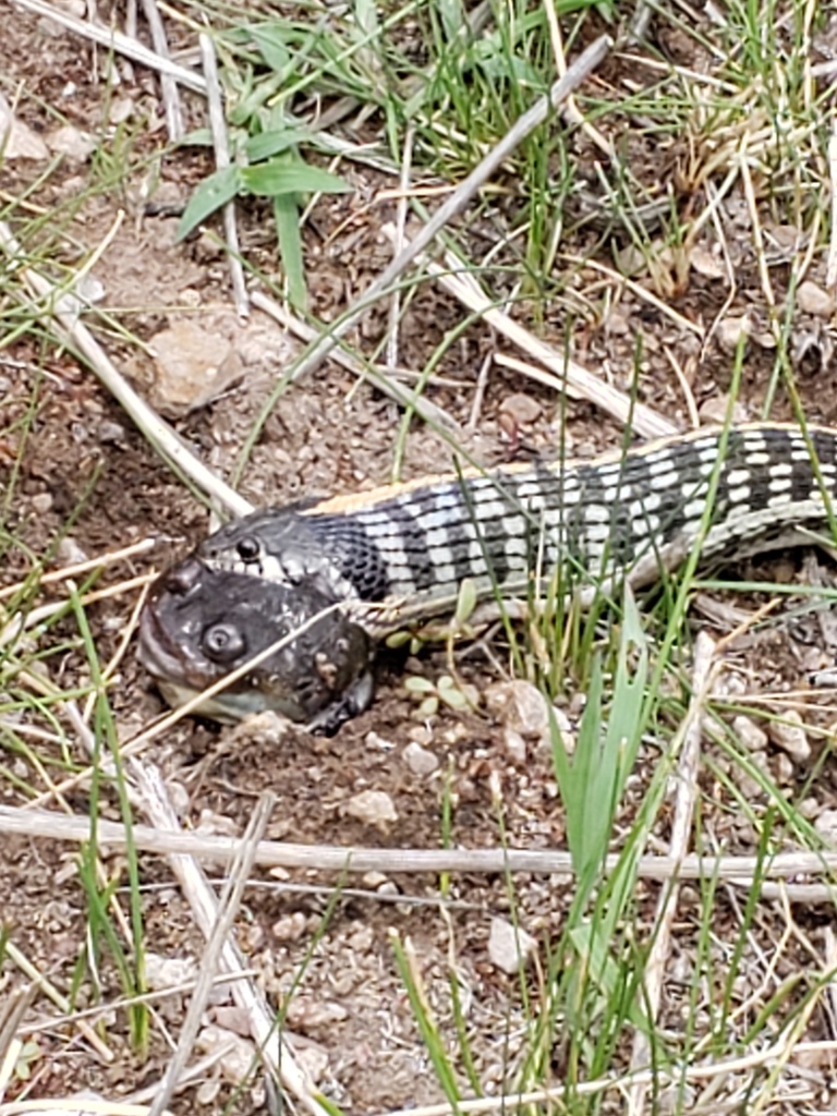 Western Black Necked Gartersnake From Cochise County AZ USA On July