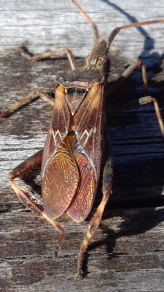 Western Conifer Seed Bug From Avalski Toranj Parking Pinosava